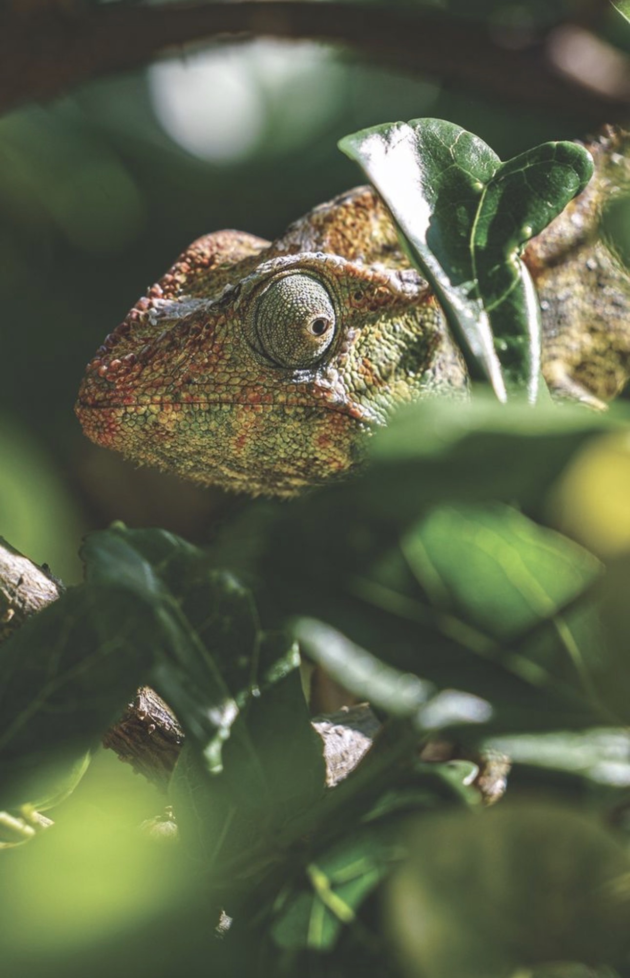 Madagascar chameleon